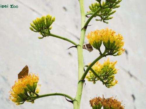 把握花期朝聖！臺北動物園「世紀之花」龍舌蘭壯麗盛放，一生僅此一次